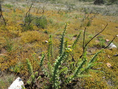 Berkheya cruciata