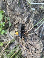 Apterodorcus bacchus