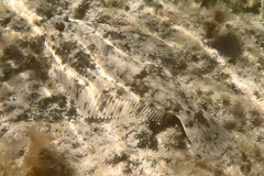 Rhombosolea tapirina