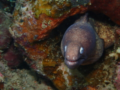 Gymnothorax thyrsoideus