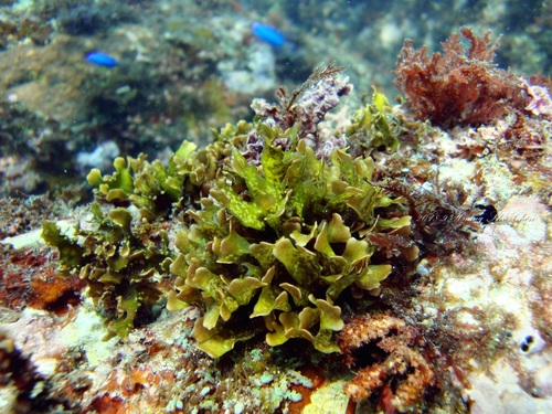 Chondrus ocellatus
