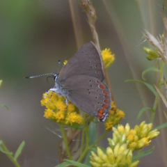 Satyrium titus