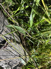 Eryngium vesiculosum