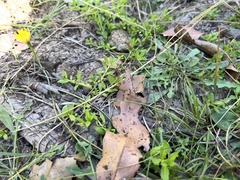 Centipeda elatinoides