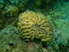 Lobophyllia