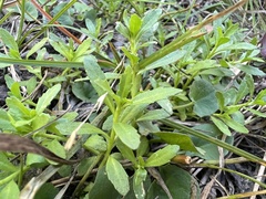 Centipeda elatinoides