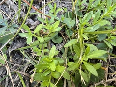 Centipeda elatinoides