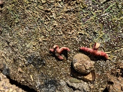 Allostichaster polyplax