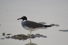 Ichthyaetus leucophthalmus