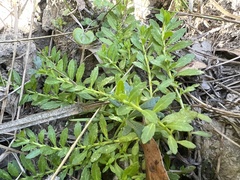 Centipeda elatinoides