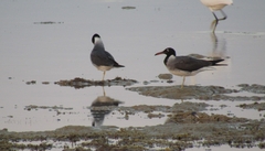 Ichthyaetus leucophthalmus