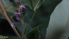 Eurystylus coelestialium