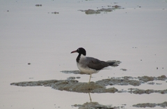 Ichthyaetus leucophthalmus