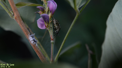 Eurystylus coelestialium