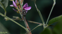 Eurystylus coelestialium