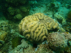 Lobophyllia