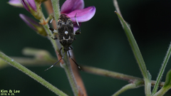 Eurystylus coelestialium