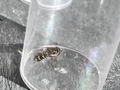 Metasyrphus