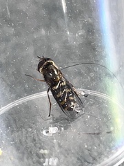 Metasyrphus