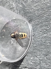 Metasyrphus