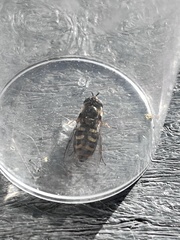 Metasyrphus