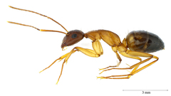 Camponotus sylvaticus