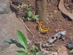 Pantoporia