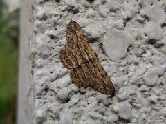 Hypomecis transcissa