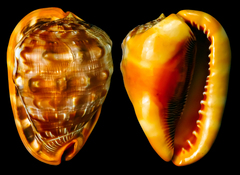 Cypraecassis rufa