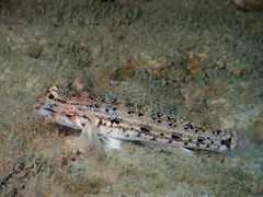 Istigobius