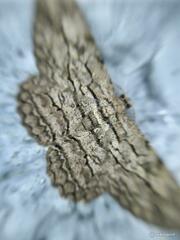 Hypomecis transcissa