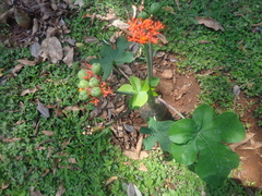 Jatropha podagrica