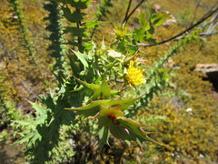 Berkheya cruciata