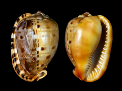 Cypraecassis testiculus