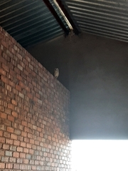Tyto alba poensis