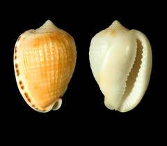 Cypraecassis testiculus