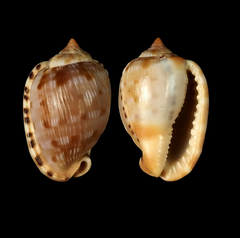 Cypraecassis testiculus