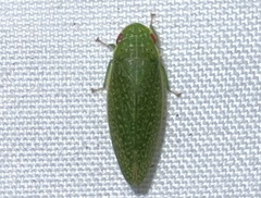 Rugosana querci