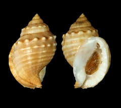 Galeodea echinophora