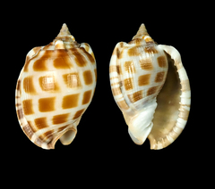 Phalium areola