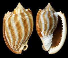 Phalium flammiferum