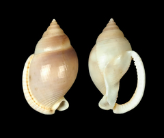 Semicassis bulla