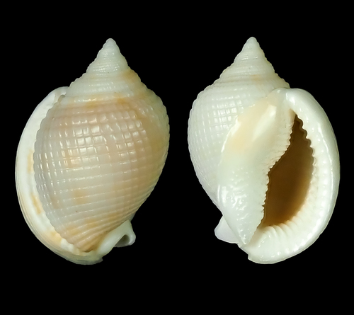 Scotch Bonnet Snail