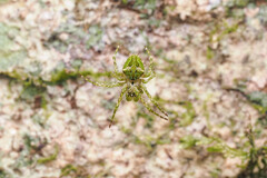 Novaranea