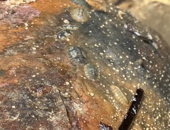 Ischnochiton smaragdinus