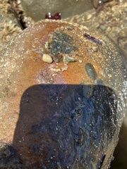 Ischnochiton smaragdinus