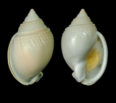 Semicassis semigranosa