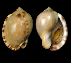 Semicassis zeylanica