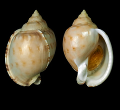 Semicassis inornata