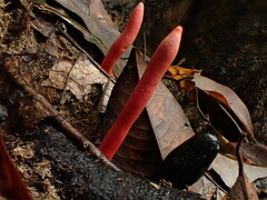 Trichoderma cornu-damae